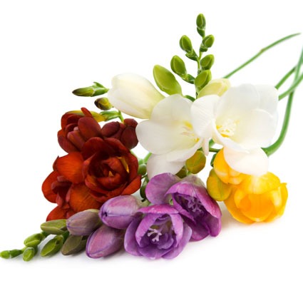 Attēlu rezultāti vaicājumam “ziedi”