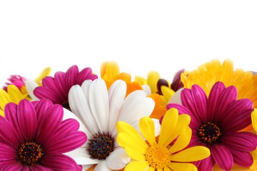 Colorful border made of spring daisies isolated on white background.